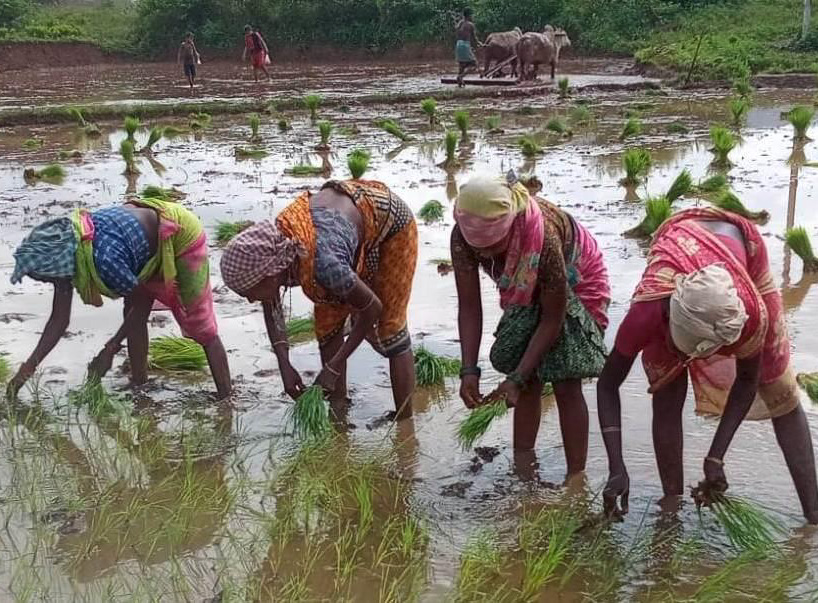 Farmers-Harvesting