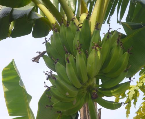 Banana PLANT